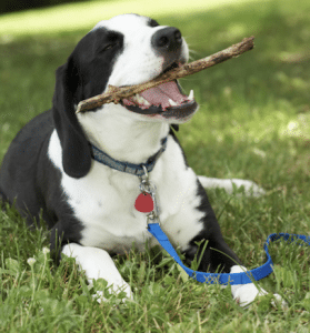 dog fetch leash