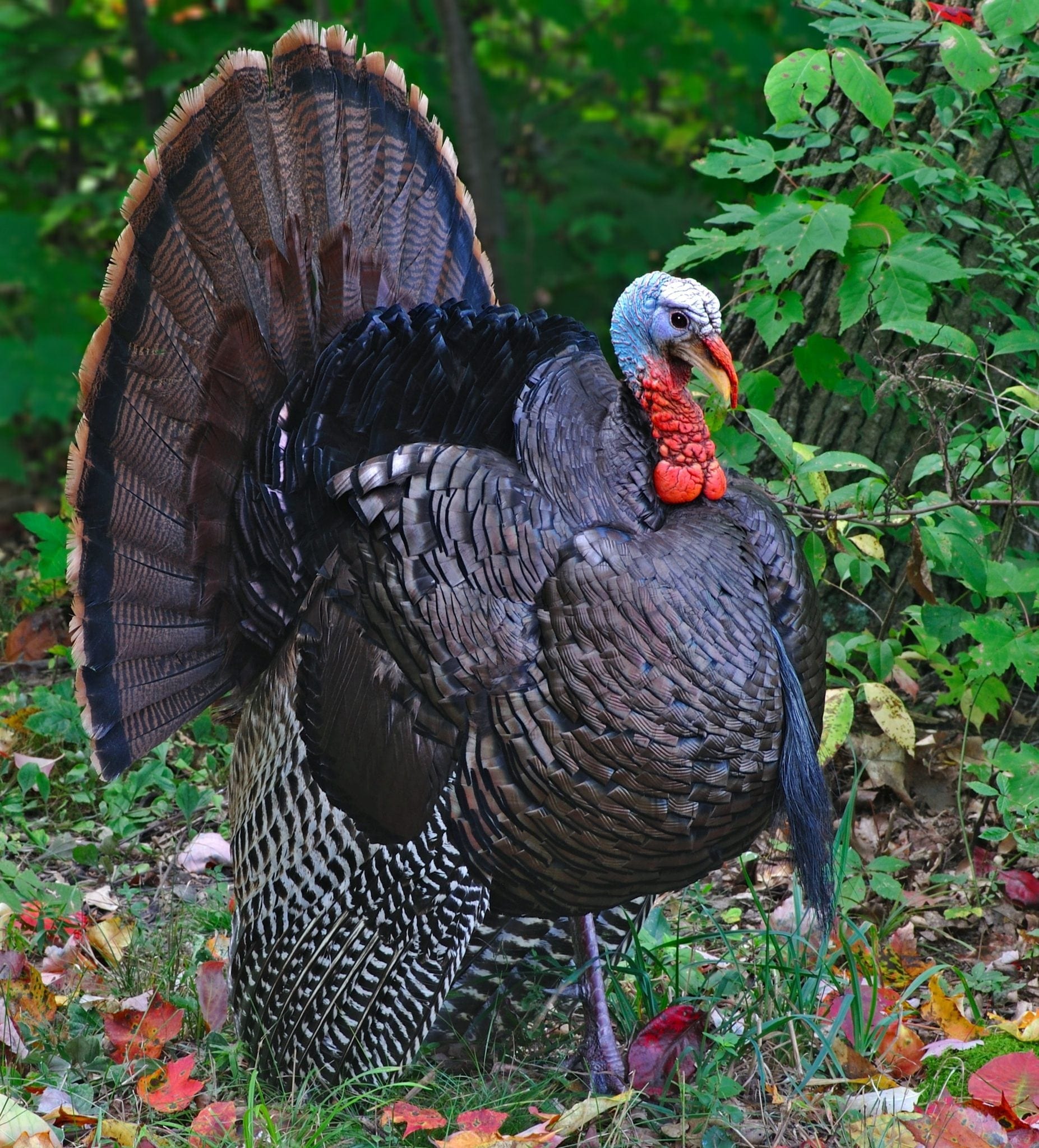 turkey in woods side shot