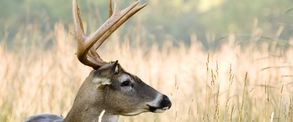 bigstock Buck Whitetail Deer Odocoileu 2425553