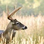 bigstock Buck Whitetail Deer Odocoileu 2425553