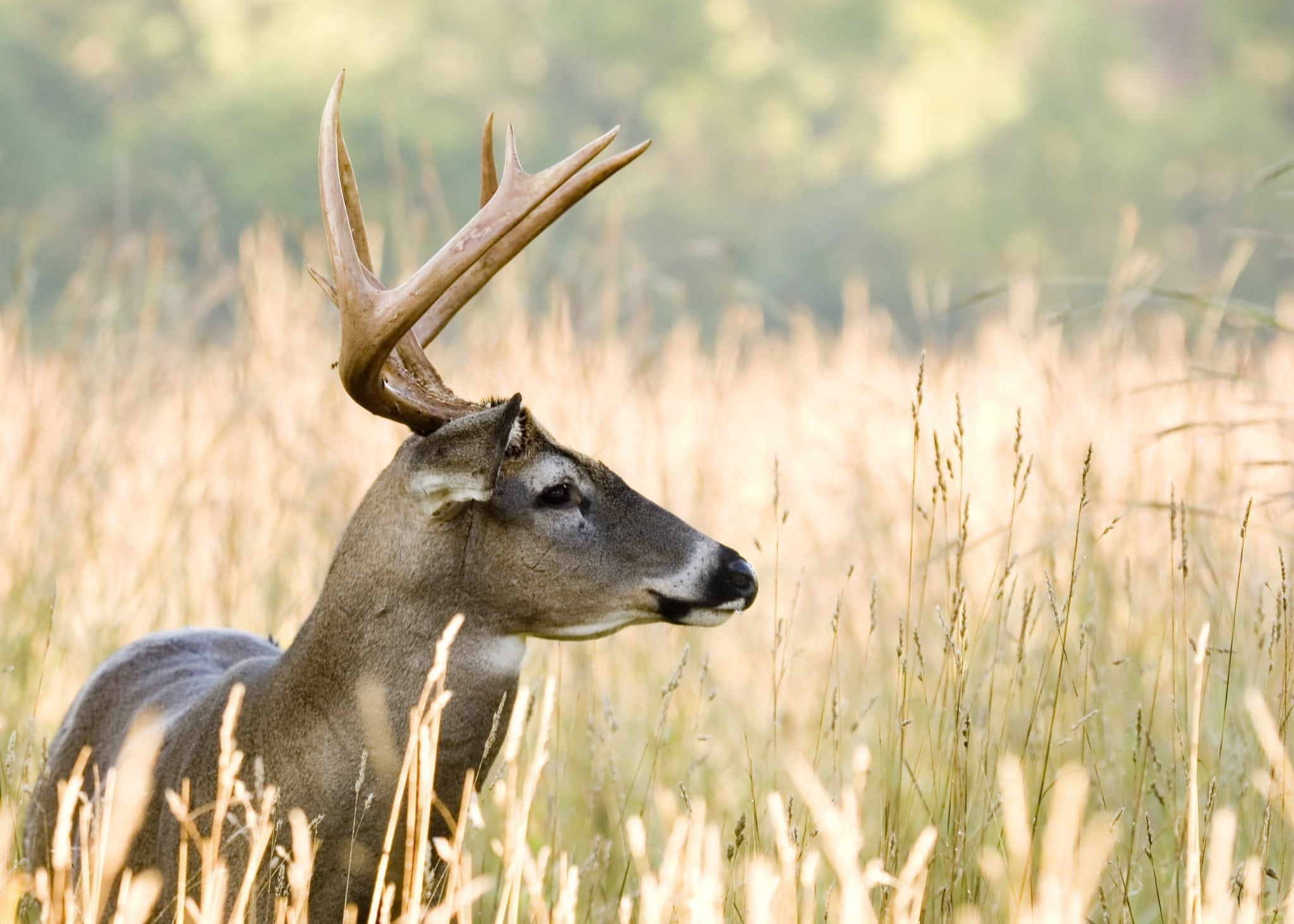 bigstock Buck Whitetail Deer Odocoileu 2425553