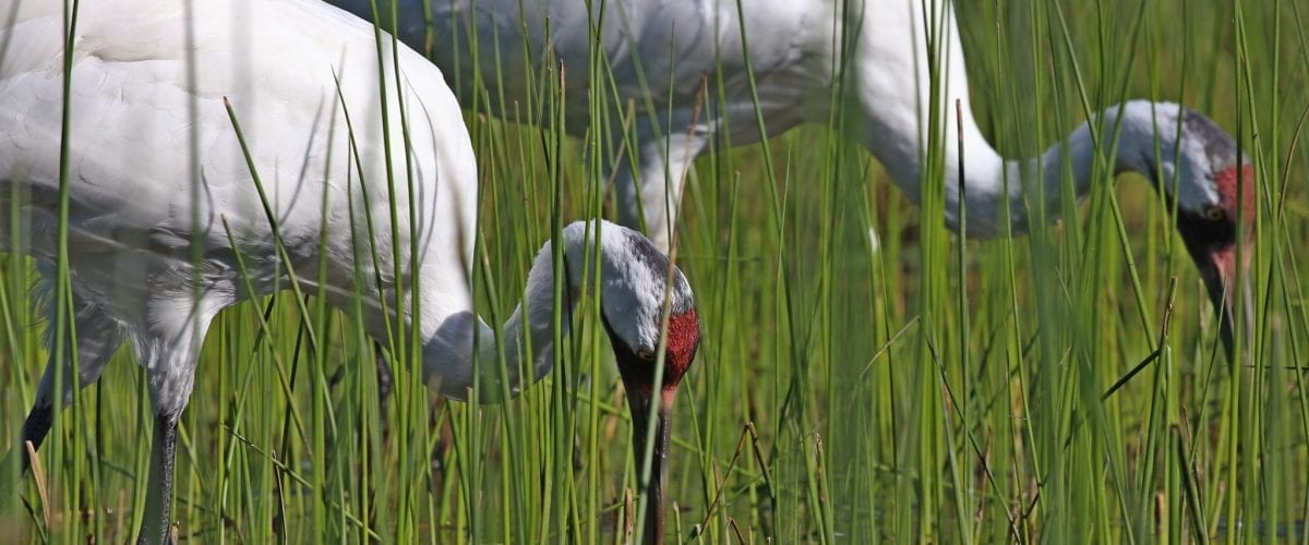 bigstock Whooping Crane Grus American 258762127