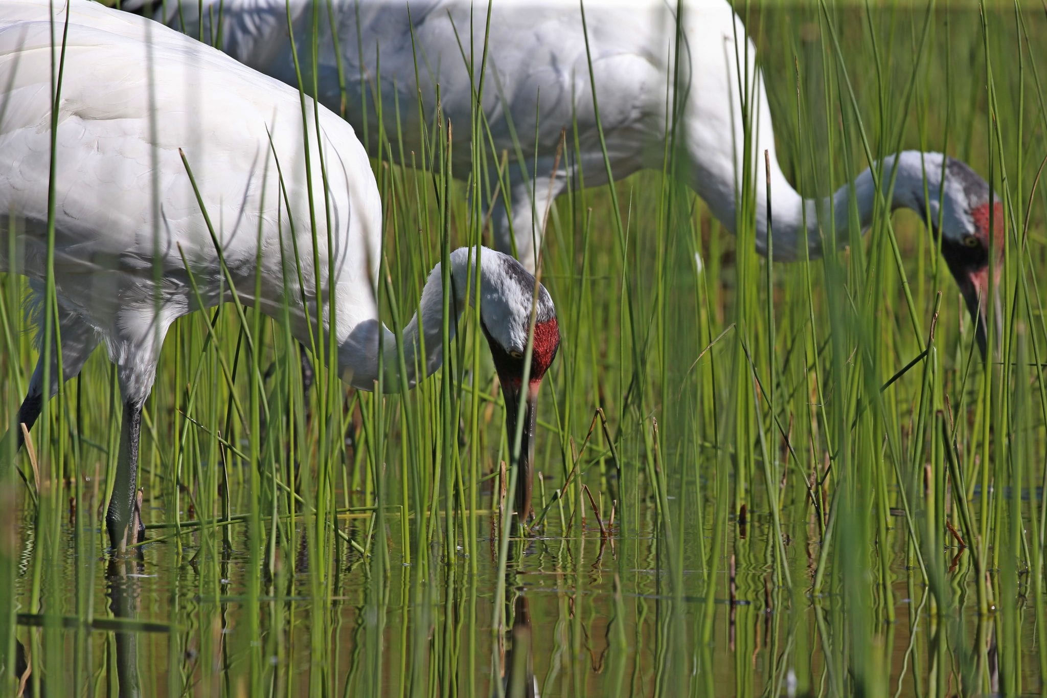 bigstock Whooping Crane Grus American 258762127