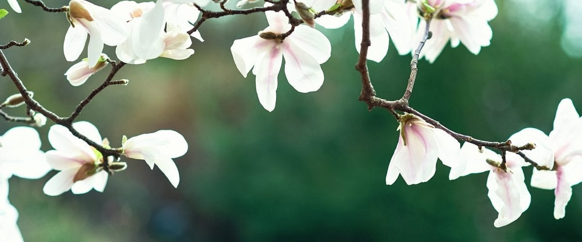 bigstock Blossom Tree Over Nature Backg 280596898