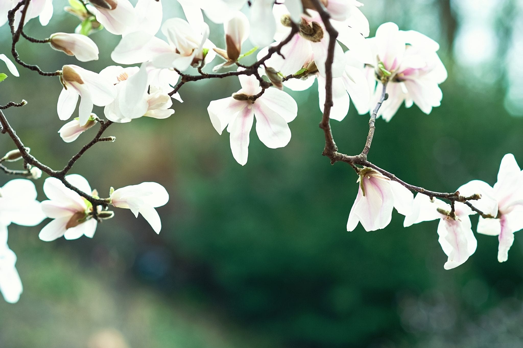 bigstock Blossom Tree Over Nature Backg 280596898