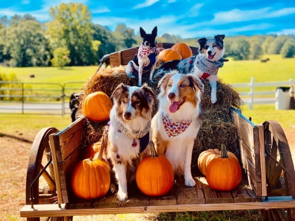 Furry Friends at The Great Pumpkin Patch