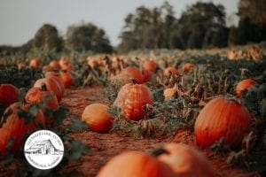 special feature Old Baker Farm pumpkins Oct 2019 BCF