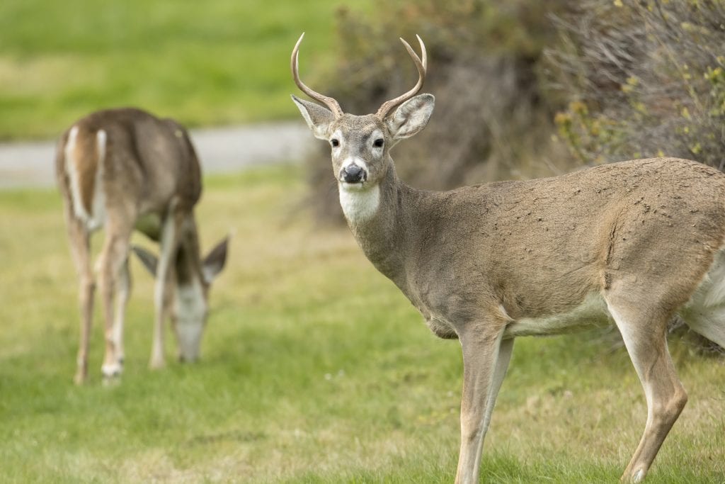 A Male Deer In The Foreground - Birmingham Christian Family Magazine