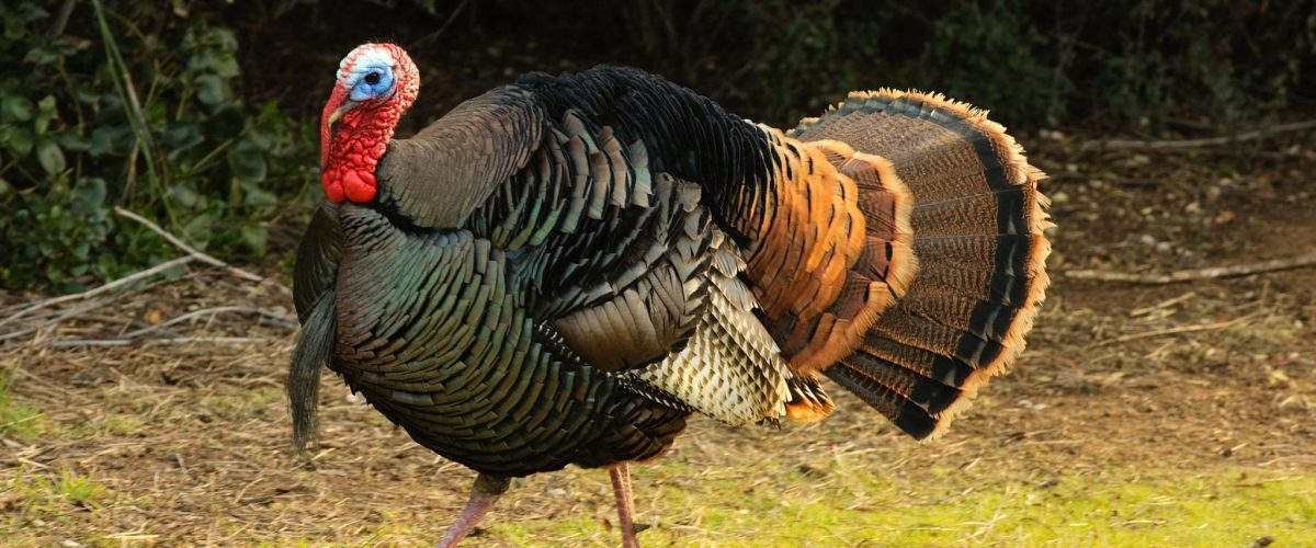 Turkey gobbler flaring