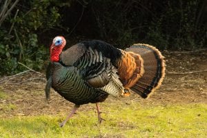 Turkey gobbler flaring