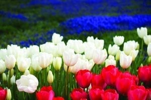 Festival of Tulips