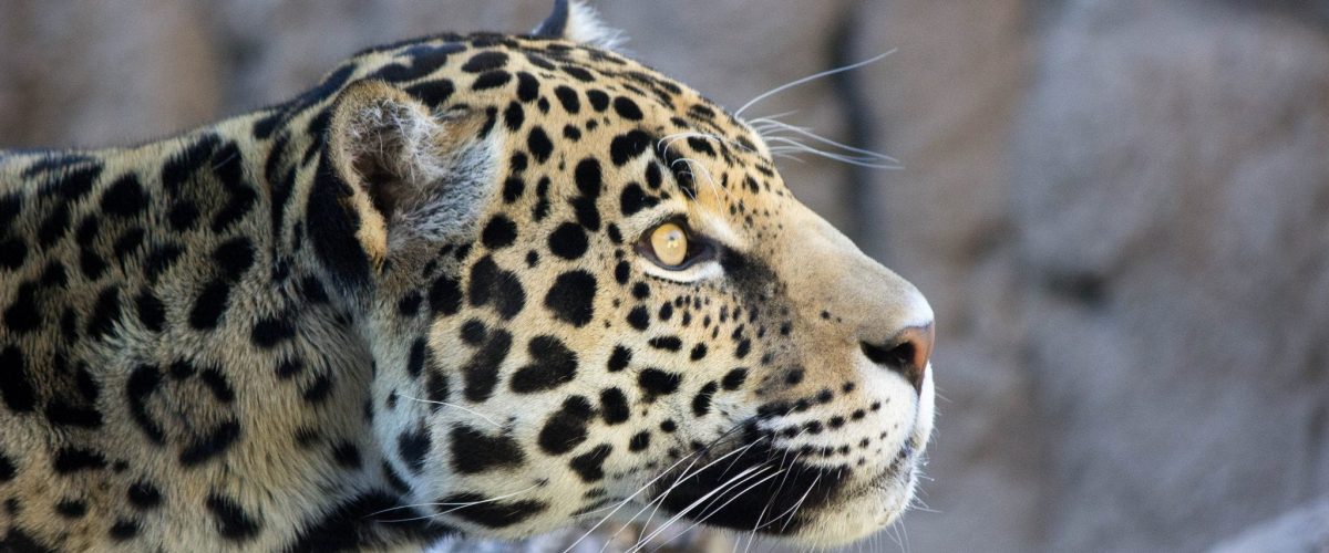 Jaguar Khan 007 Birmingham Zoo 2 8 18