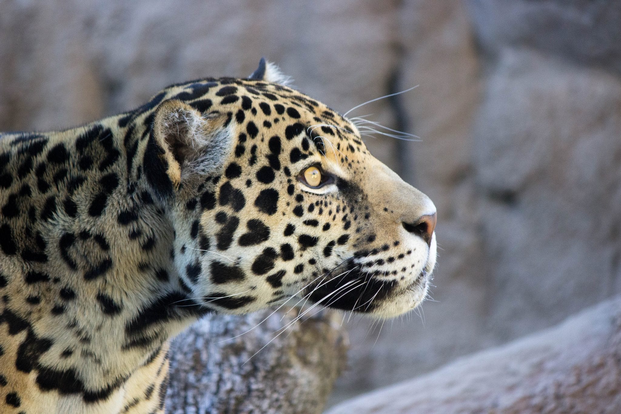 Jaguar Khan 007 Birmingham Zoo 2 8 18