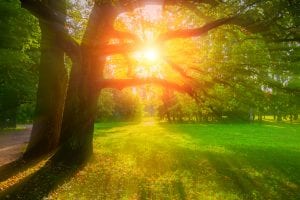 Sunshine beaming through oak trees