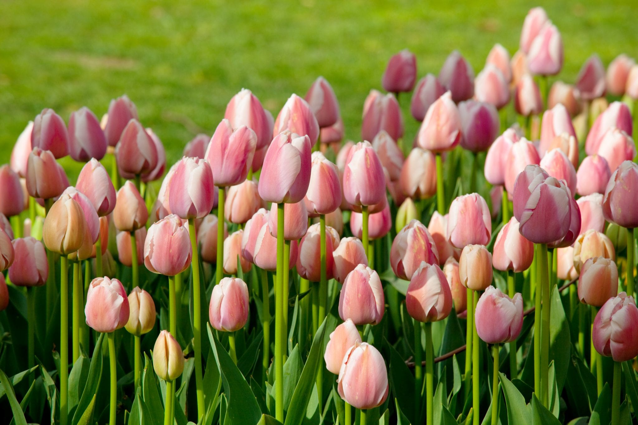 tulips