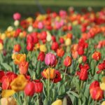 Festival of Tulips
