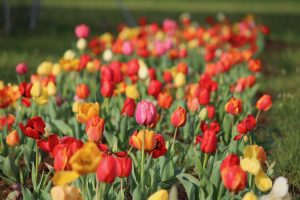 Festival of Tulips