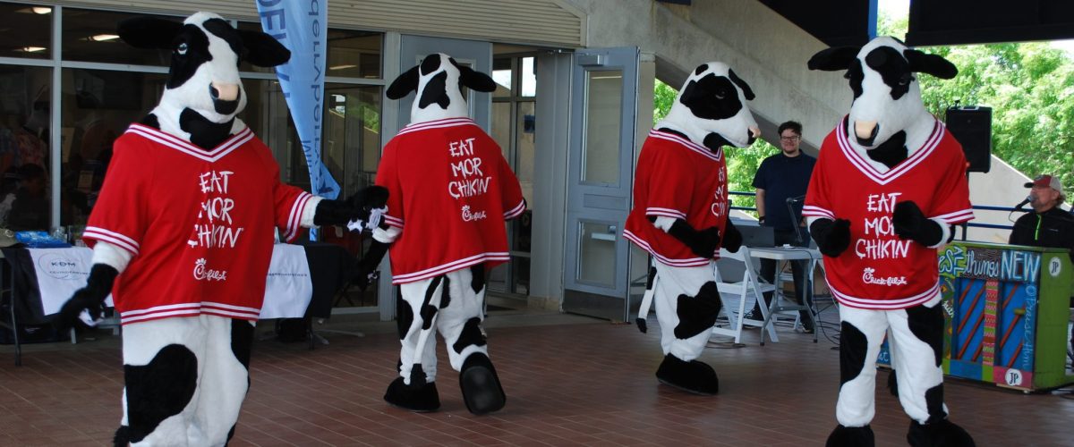 Cows dancing