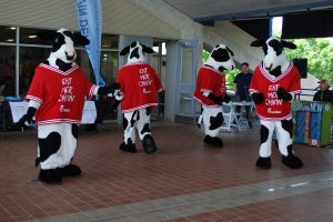 Cows dancing