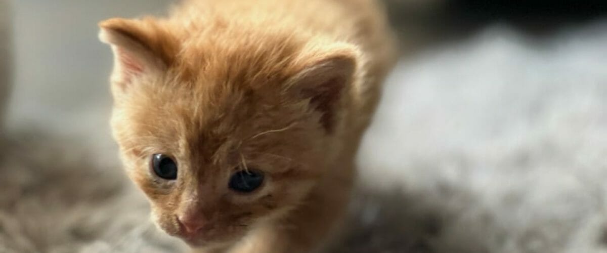 Firehouse kitten