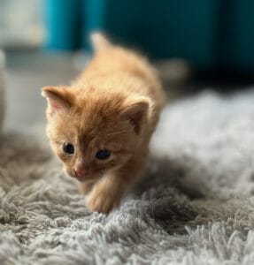 Firehouse kitten