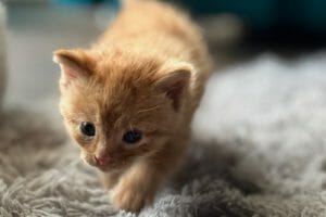 Firehouse kitten