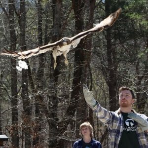 Alabama Wildlife Center bird in woods