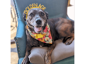 Piper with Two by Two Animal Rescue