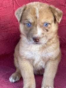 Blue eyed puppy at Two by Two Rescue