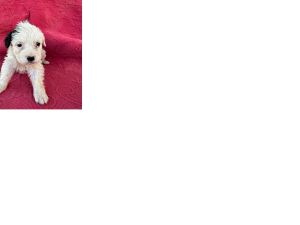 Puppy at two by two