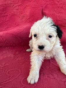 Puppy at two by two rescue