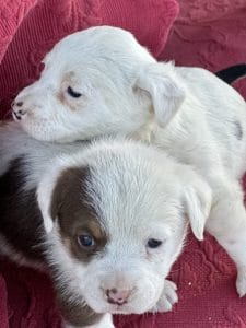 Puppies at Two by Two Rescue