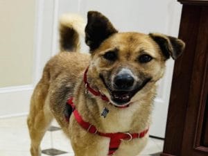 Israeli Gaza dogs1