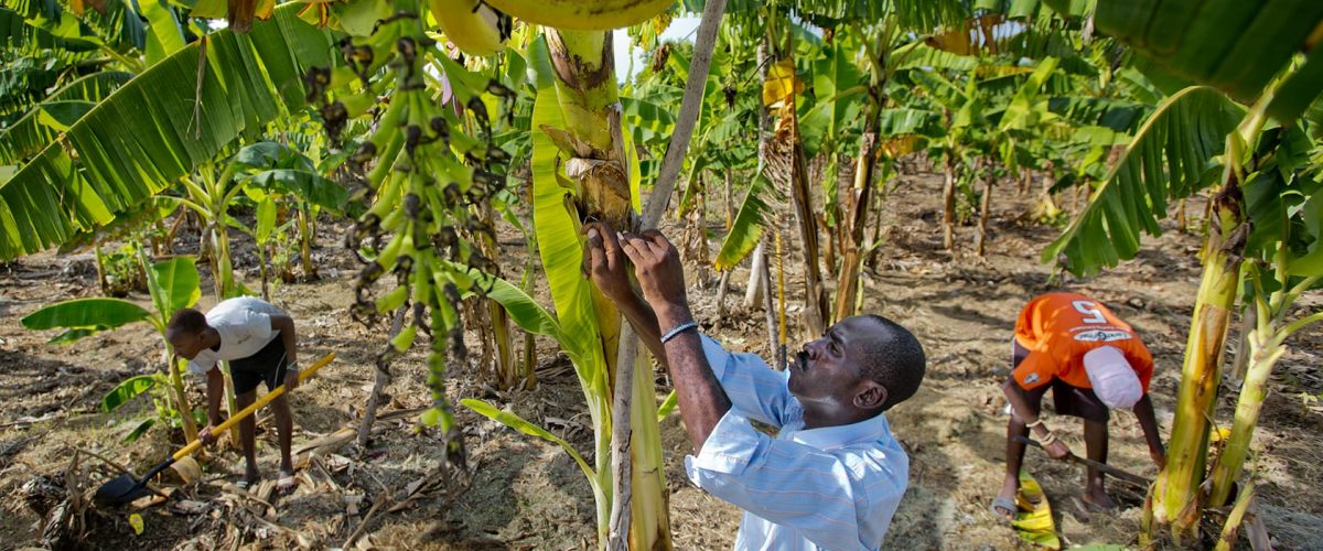 Workers tending to the banana plants at a Vapor center in Haiti