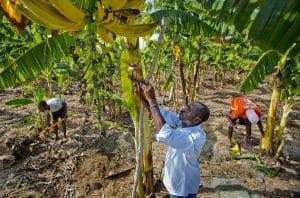 Workers tending to the banana plants at a Vapor center in Haiti