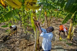 Workers tending to the banana plants at a Vapor center in Haiti