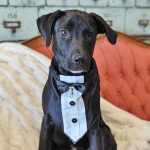 Espresso in tuxedo