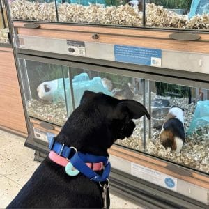 Eloise looking at guinea pigs