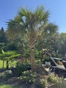 Backyard 3