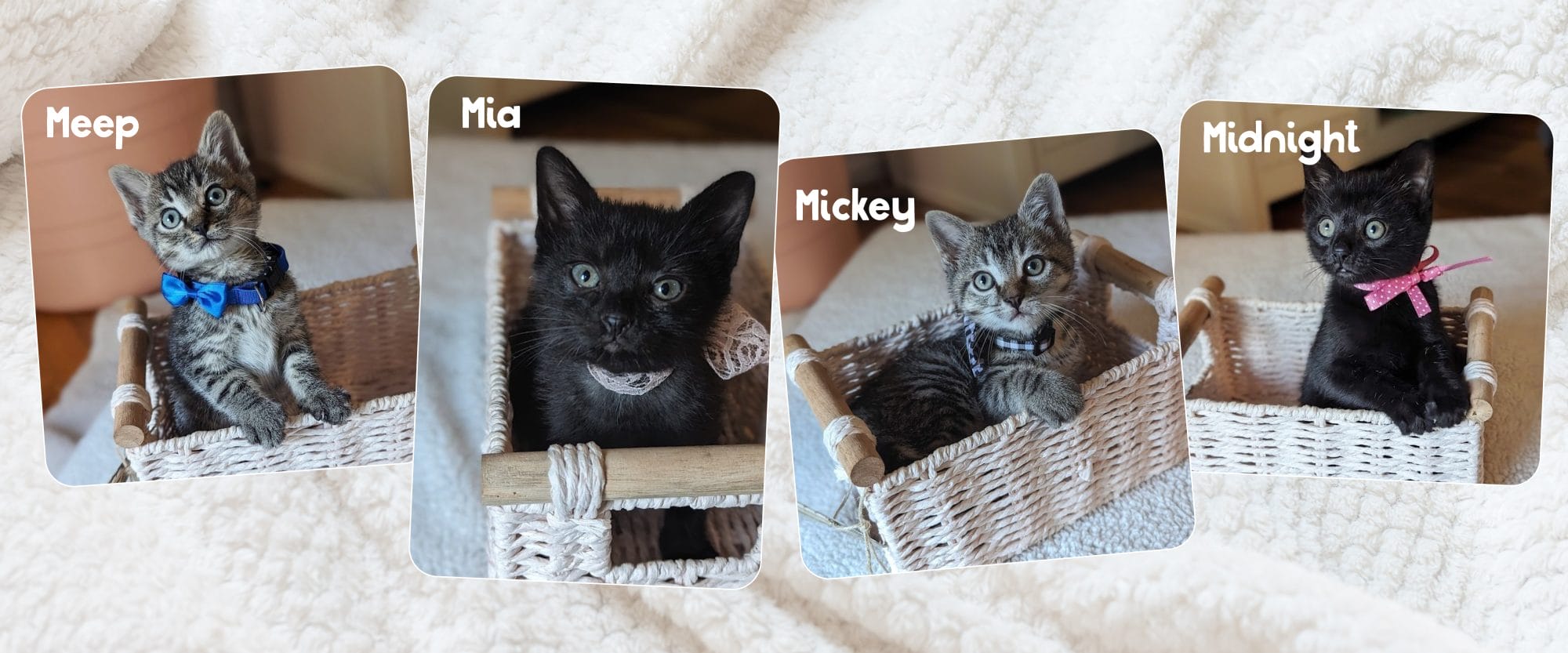 Family Pet 1125