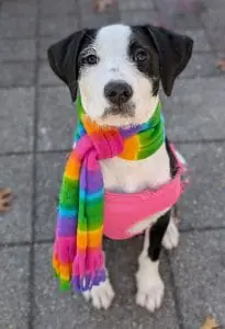 Tater pup