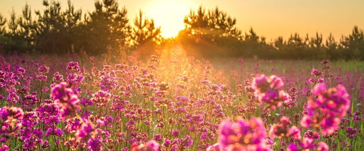 Beautiful Spring Landscape Wit 306697243