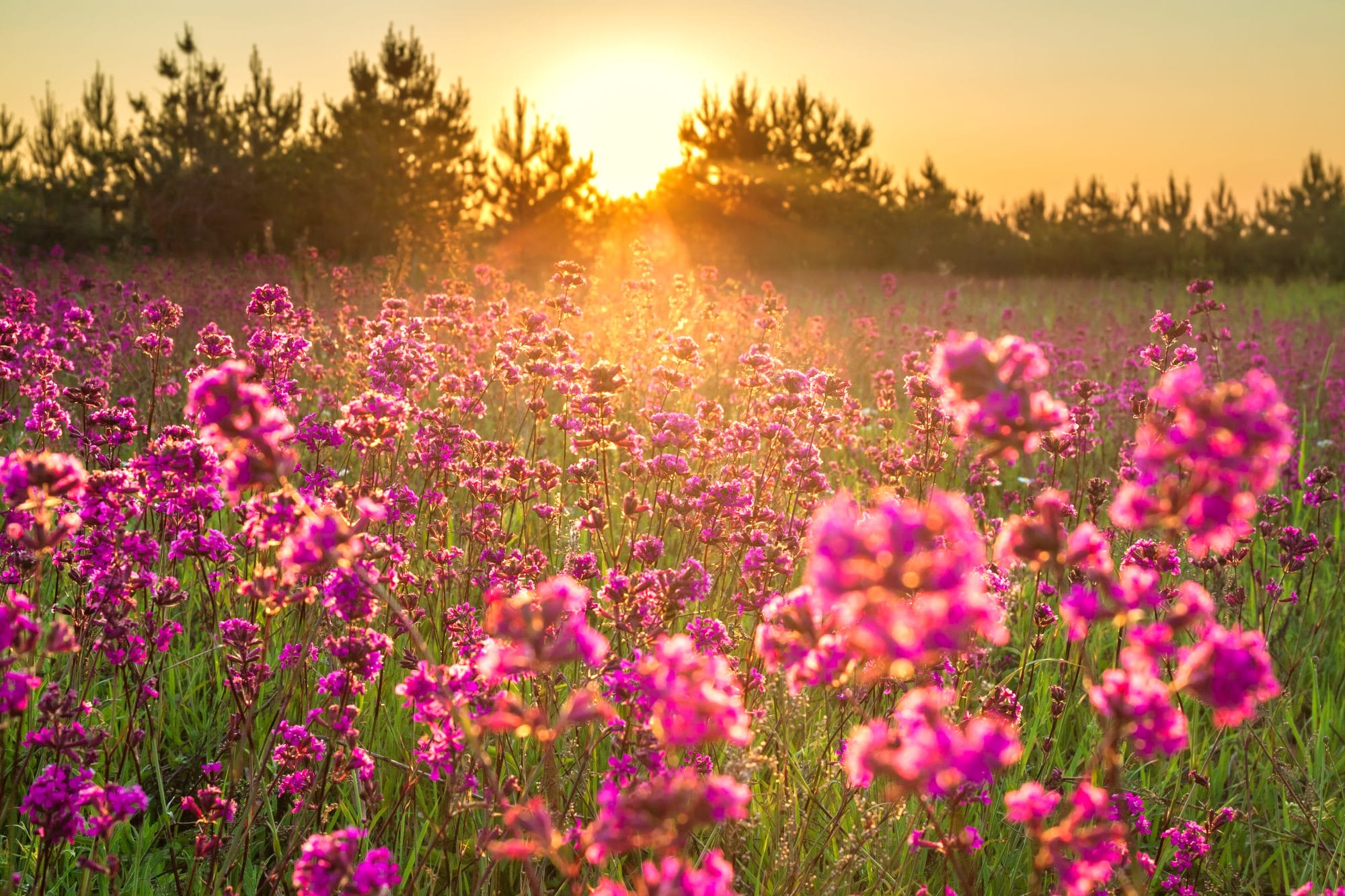 Beautiful Spring Landscape Wit 306697243