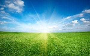 Sunshine in a field of green