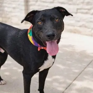 Dopey in colorful bandana