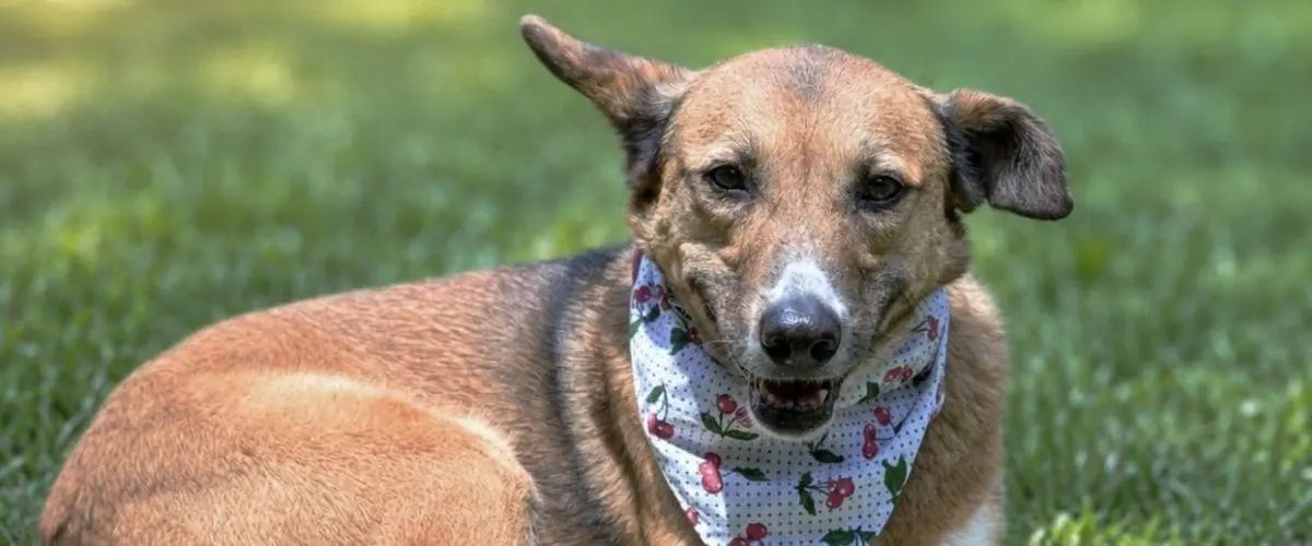 Freedom in cherry bandana