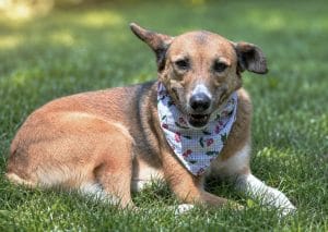 Freedom in cherry bandana