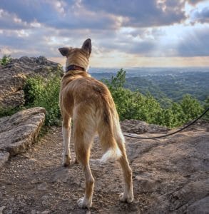 Freedom on hike