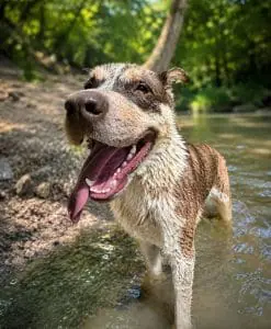 Potter splashing in the creek