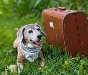 Lady Bean with suitcase